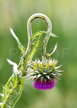 "Hanging Thistle"