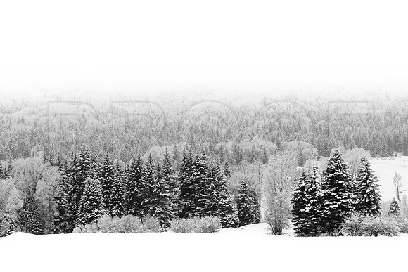"Snow Blanket"